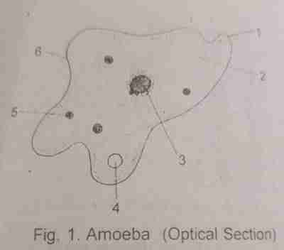 During reproduction of the organism in figure above(ameoba) the first structure to divide is?
