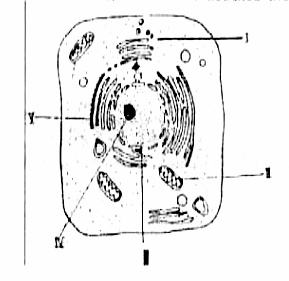 The structure labelled V is the
