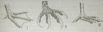 The long and sharp claws in the font labelled ll show that the bird uses them to?
