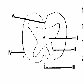 The part labelled II in the diagram is the
