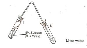 Which gas will pass into the test tube labelled II from I?
