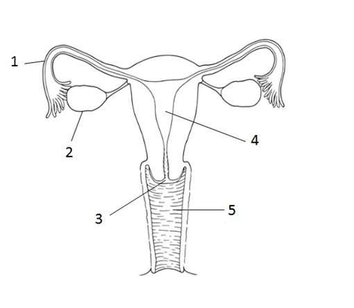In the diagram, the function of the part labelled 2 is to
