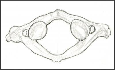 In which region of the body is the diagram illustrated found?
