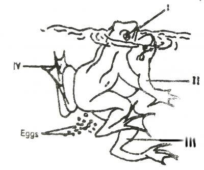 The breeding posture illustrated in the diagram is knows as

