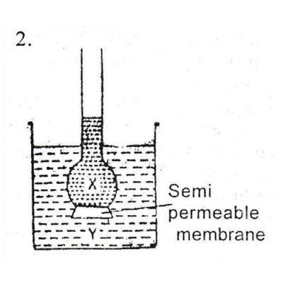 What would happen if solution Y is more concentrated than solution X in fig 2 
