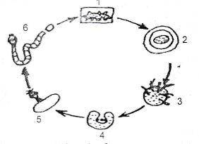 At what stage in this cycle can a man be infected?
