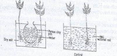 The conclusion drawn from the experiment in the diagram above is that
