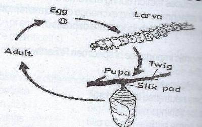 In the diagram above, the larva is also known as
