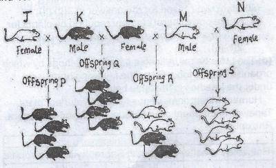The diagrams above are illustrations of the inheritance of coat colour in mice. J, K, L, M and N are parents. The cross between two parent mice gave rise to offspring P, Q, R and S. Which of the offspring are all homozygous?
