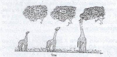 The diagram above is an illustration of one of the theories of evolution. Who proposed the theory in the illustration?
