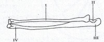 The diagram above illustrates a part of the human skeleton. It represents the bones of the

