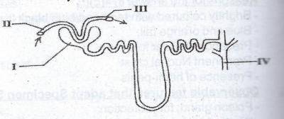 The diagram above is an illustration of the urinary tubule in a mammal. The part which contains the lowest concentration of urea is labelled
