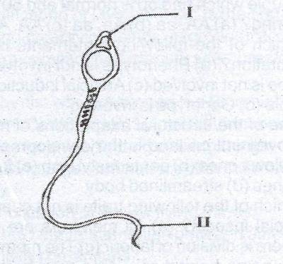 The diagram above is an illustration of the human sperm. The part labelled I is the
