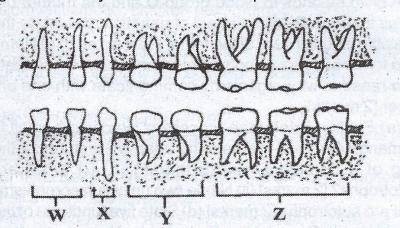 The teeth which are absent in the young of the organism whose dentition is shown above is labelled
