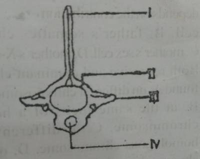 The neural arch is labelled

