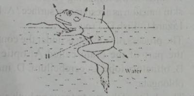 The process of water loss and intake indicated by the arrows labelled i and ii are respectively
