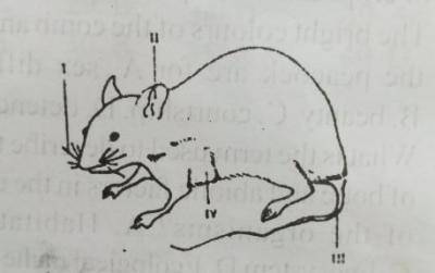 The type of protective adaption exhibited by the animal is
