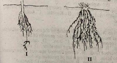 The classes of plant root systems in diagrams I and II above represented respectively are______________
