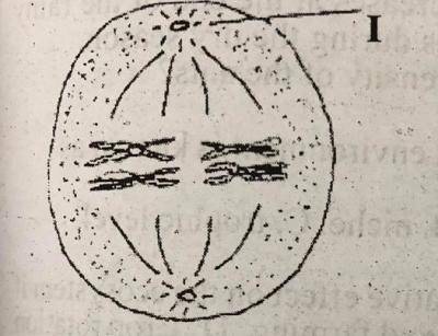 The part labelled I is the________
