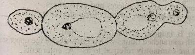 Anaerobic respiration in the organism illustrated in the diagram above produces carbon dioxide and________
