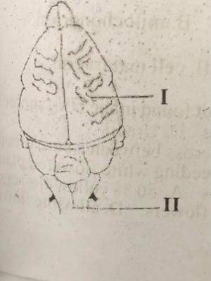 The part labelled I is the_________
