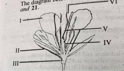 The essential parts of the flower are labelled_______
