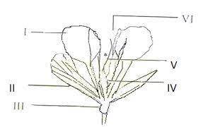 The function of the part labeled I is 
