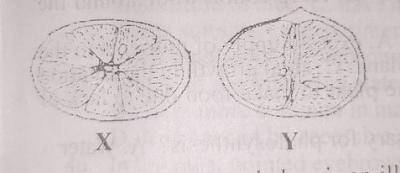 The fruit that has the illustrated sections is a
