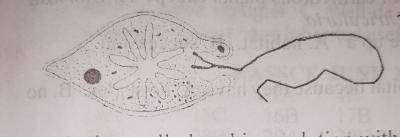 The organism belongs to the Phylum
