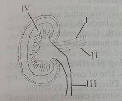 What is the main function of the organ?
