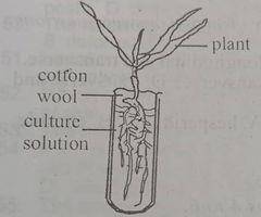 What precaution should have been taken to prevent the solution from turning green?
