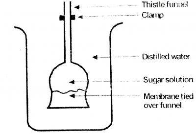 Use the diagram shown to answer the question. In plant cells, the role of the membrane is played by the
