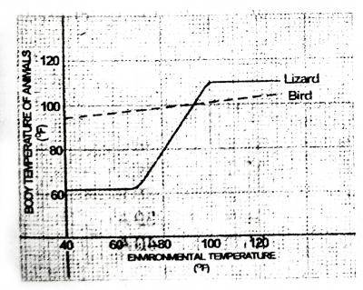 What physiological term can used to describe the regulation of the body temperature of the of the Lizard?
