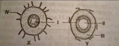 The part labelled Il is the?

