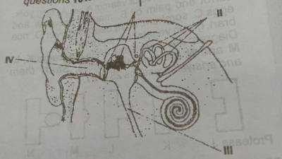 The middle ear is connected to the pharynx by the part labelled
