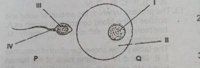Which parts of P and Q fuse to complete the biological process?
