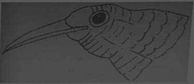 The beak structure of the organism is best adapted for? 
