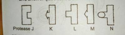 Protease J would react with the particular illustrated substance because enzymes? 
