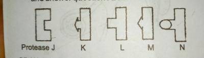 Protease J would react with the particular illustrated substance because enzymes? 
