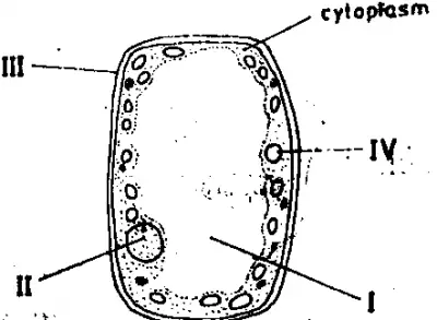 the oxygen gas formed in the cell diffuses out of the cytoplasm into the air spaces through the part labeled

