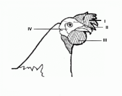 The part labelled III is the
