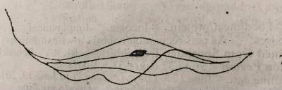 The parasite illustrated in the diagram above is______

