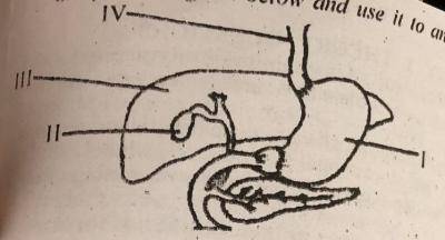 The secretion stored in the part labelled II is used for_______
