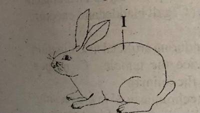The gestation period of the animal is____________
