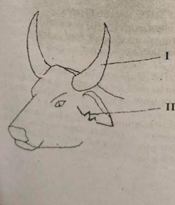 The identification method carried out on the part labelled Il is called ear______
