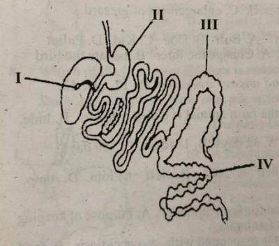 The parts labelled I and II are known respectively as_______
