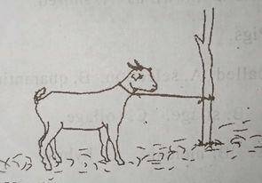 The management practice is mainly done to prevent the animal from
