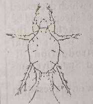 Which of the following farm animals is affected by the illustrated parasite?
I. Turkey II. Sheep III. Chicken
