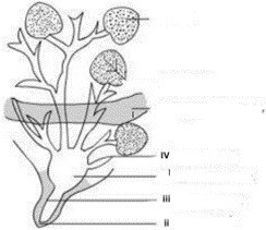 This synthesis of milk occurs in the part labeled
