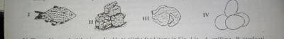 Fillet, plate, tail and leg are types of cut from the food item labelled

